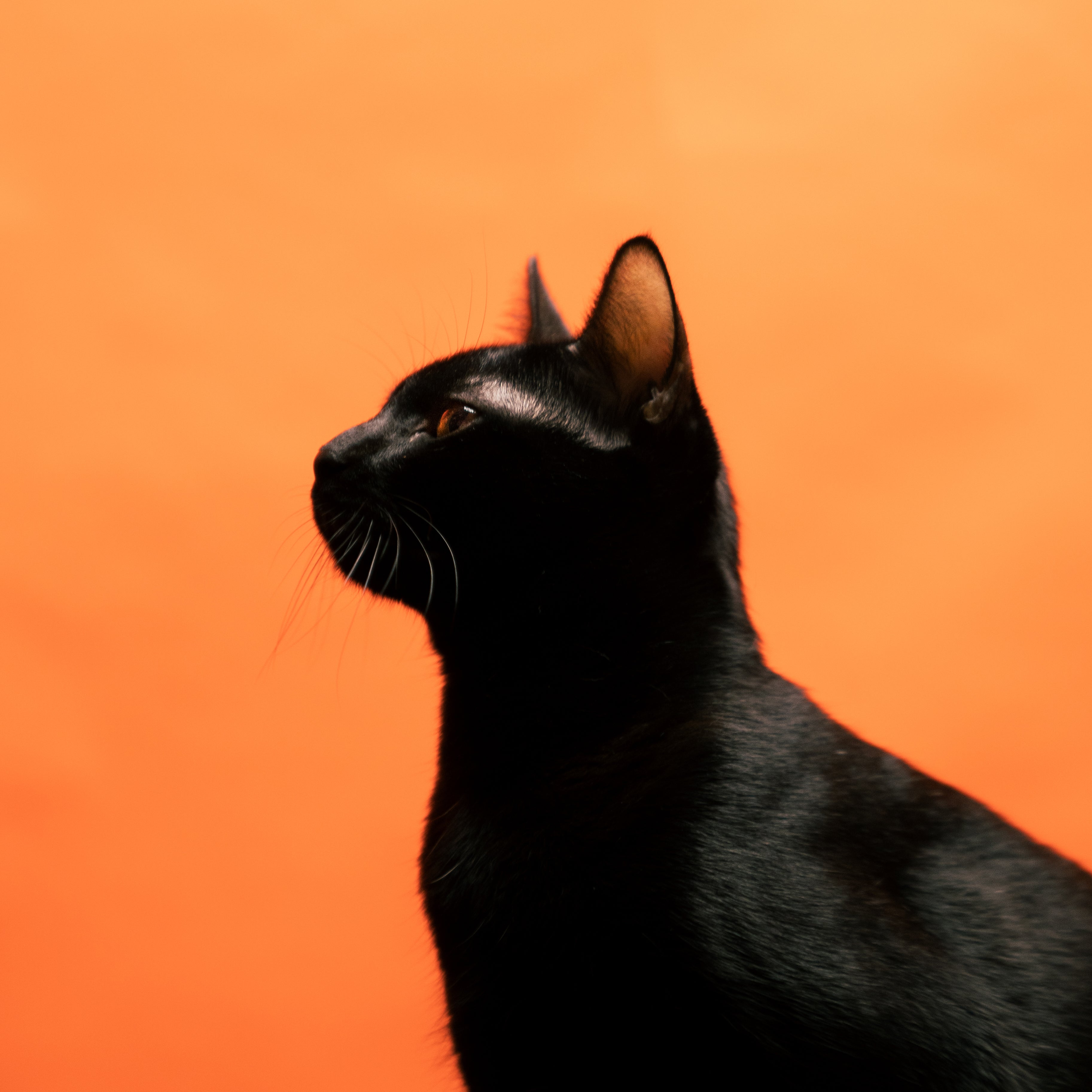 kali_team_photos_1.jpg